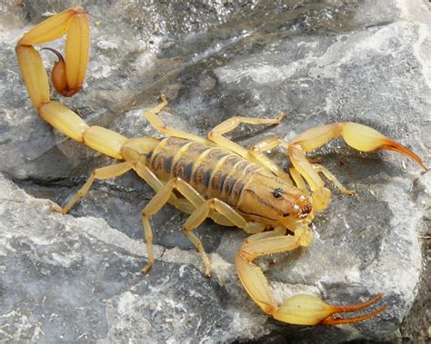 alacranes de mar